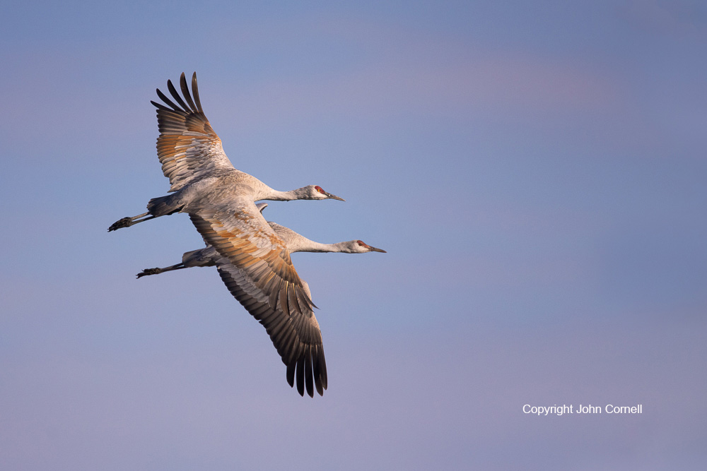 Crane;Flying Bird;Grus canadensis;Merced National Wildlife Refuge;Photography;Sandhill Crane;action;active;aloft;behavior;birds;color image;flight;fly;flying;in flight;motion;movement;one animal;soar;soaring;wing;winged;wings